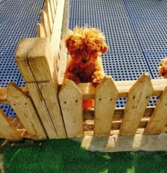 -萌宠亲子动物乐园(槐房万达店)