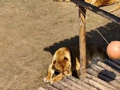 -青藏高原野生动物园