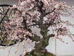 -香雪海