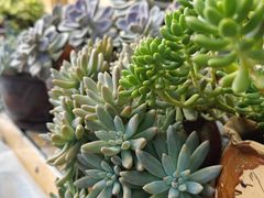 -安顺旧州古镇