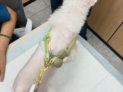 -瑞派雷欧宠物医院·24h夜诊·心脏骨科牙科·全科重症转诊中心(无影山店)