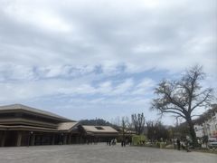 -千年银杏谷文化旅游区