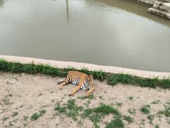 -横道河子东北虎林园