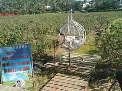 -亚龙湾国际玫瑰谷