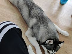 -Husky Go! 哈士奇体验馆·宠物咖啡厅狗咖