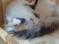 -藏猫猫咖啡主题馆(中央大道店)