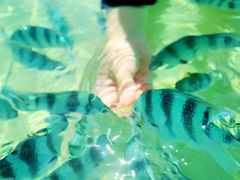 -东姑阿都拉曼海洋公园
