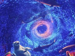 -海合安青岛极地海洋公园