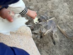 -新疆天山野生动物园