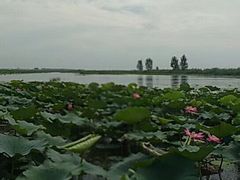-白洋淀景区