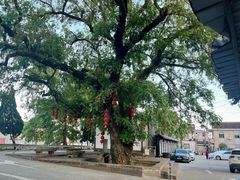 -大树下饭店(春晓镇慈岙社区卫生服务站南)