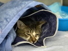 -爱妮康宠物医院·干细胞免疫细胞·肿瘤·心脏(张江店)