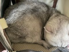 -美联众合动物医院·24h京西诊疗中心