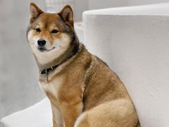 -柴务处·柴犬主题狗咖