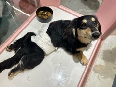 -FAELING PETS美天灵宠物(合生汇店)