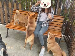 -柴犬高等学院·狗咖·柴犬售卖·宠物训练