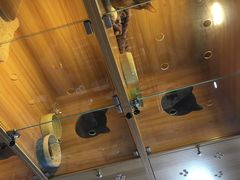 -喵百万·布偶·蓝金金渐层英短·猫舍(百子湾店)
