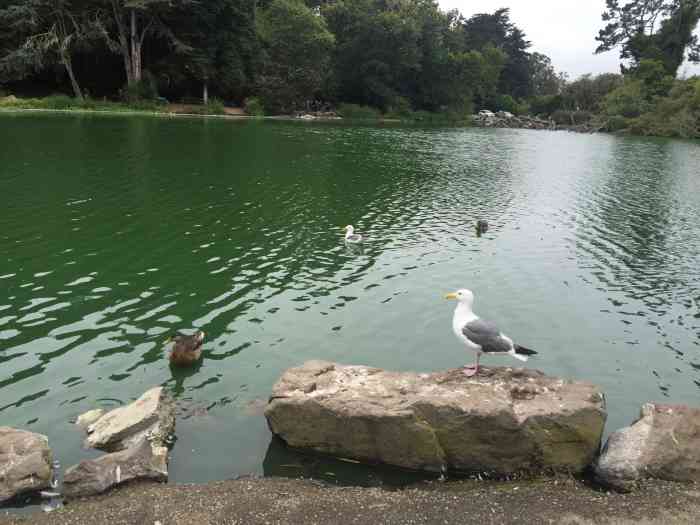 史托湖-"今年春节到过,很多参天大树,不过加州刚发."-大众点评移动版