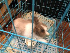 -志龙皇冠吃货椰子铺