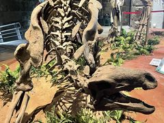 -自贡恐龙博物馆