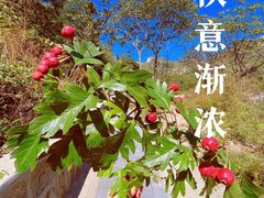 -大岭沟猕猴桃谷风景区