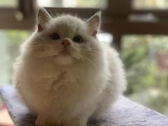 -Bastet sally猫舍购宠(静安店)