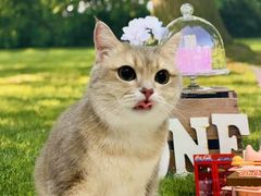 -囡的喵喵酱·萌宠生活馆·宠物洗护美容(胶州路店)