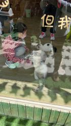 -萌宠亲子动物乐园(槐房万达店)