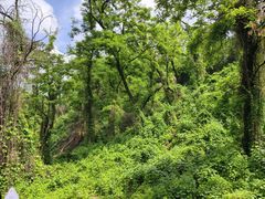 -宜兴龙背山森林公园