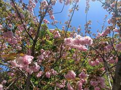 -高东镇樱花园