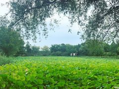 -三圣花乡旅游区