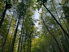 -上海佘山国家森林公园天马山园