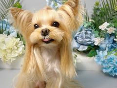 -BABIT巴比特宠物(MOMOPARK店)