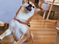 -柴犬小屋·柴餐厅·狗咖食堂(金鼎广场店)