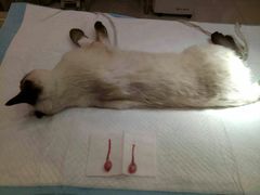 -艾贝尔宠物医院·24H转诊中心·肿瘤猫专科(江宁双龙店)