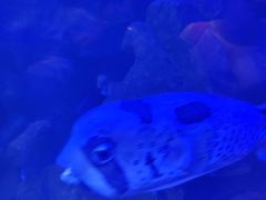 -芜湖新华联大白鲸海洋公园