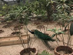 -北京呀路古热带植物园