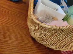 -普兰达德国餐厅·德式脆皮烤猪肘·自酿啤酒(观唐店)