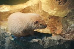 -酷嗒动物文化乐园(cutezoo西溪乐天城店)