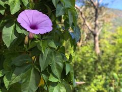 -海南霸王岭国家森林公园