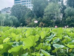 -莲湖公园