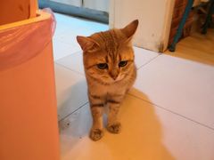 -名猫咖啡馆·撸猫·拼豆