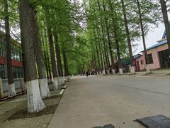 -水杉园
