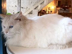 -Babycat私家御饼屋(龙头路一店)