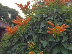 -云溪植物园