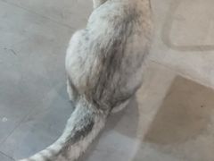 -Mr.Fox狐狸先生超级密室(南山店)