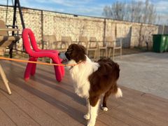 -爪吧宠物乐园 (温榆河示范区店)