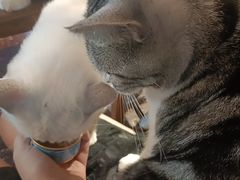 -猫猫幼稚园·撸猫·桌游·电玩