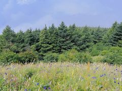 -白草畔自然风景区