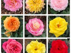 -人民公园(罗湖区)